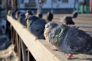 Black Winged Dove with Piercing Eye