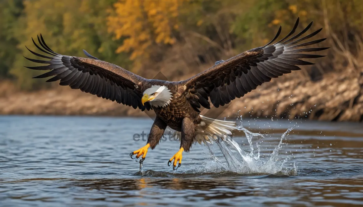 Picture of Bald eagle soaring with outstretched wings