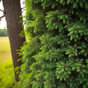 Serene Forest Green Ferns in Lush Woods