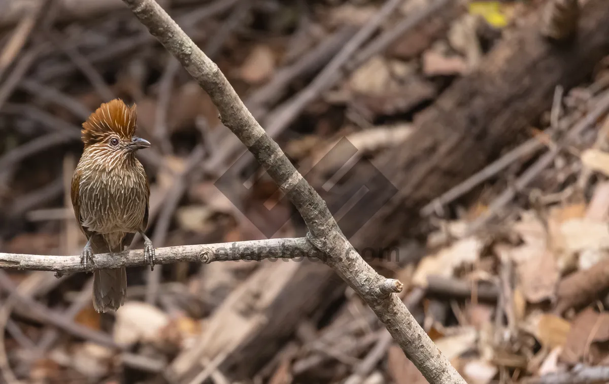 Picture of Wild Wren in the Outdoors with Brown Feathers