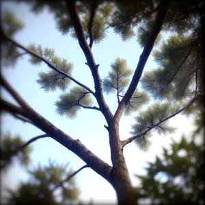 Sunlit Forest Canopy with Majestic Eucalyptus Trees