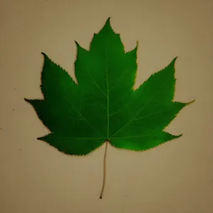 Fresh Maple Leaf in Natural Environment
