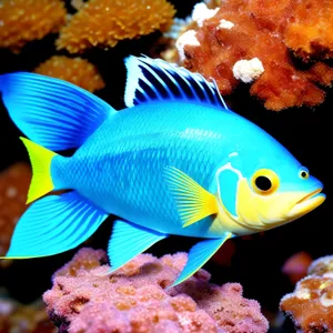 Colorful underwater marine life in tropical coral reef