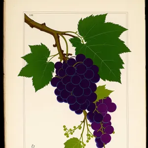 Harvest of Grapes in a Vineyard