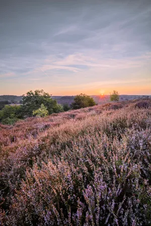 Autumn Sky Over Rural Meadow and Tree Landscape