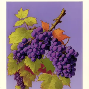 Juicy Autumn Harvest: Ripe Concord Grapes in a Vineyard