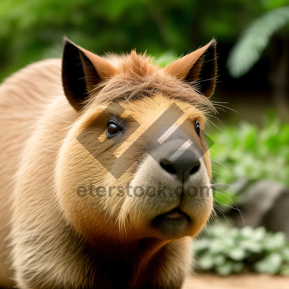 Picture of Brown horse grazing in rural pasture