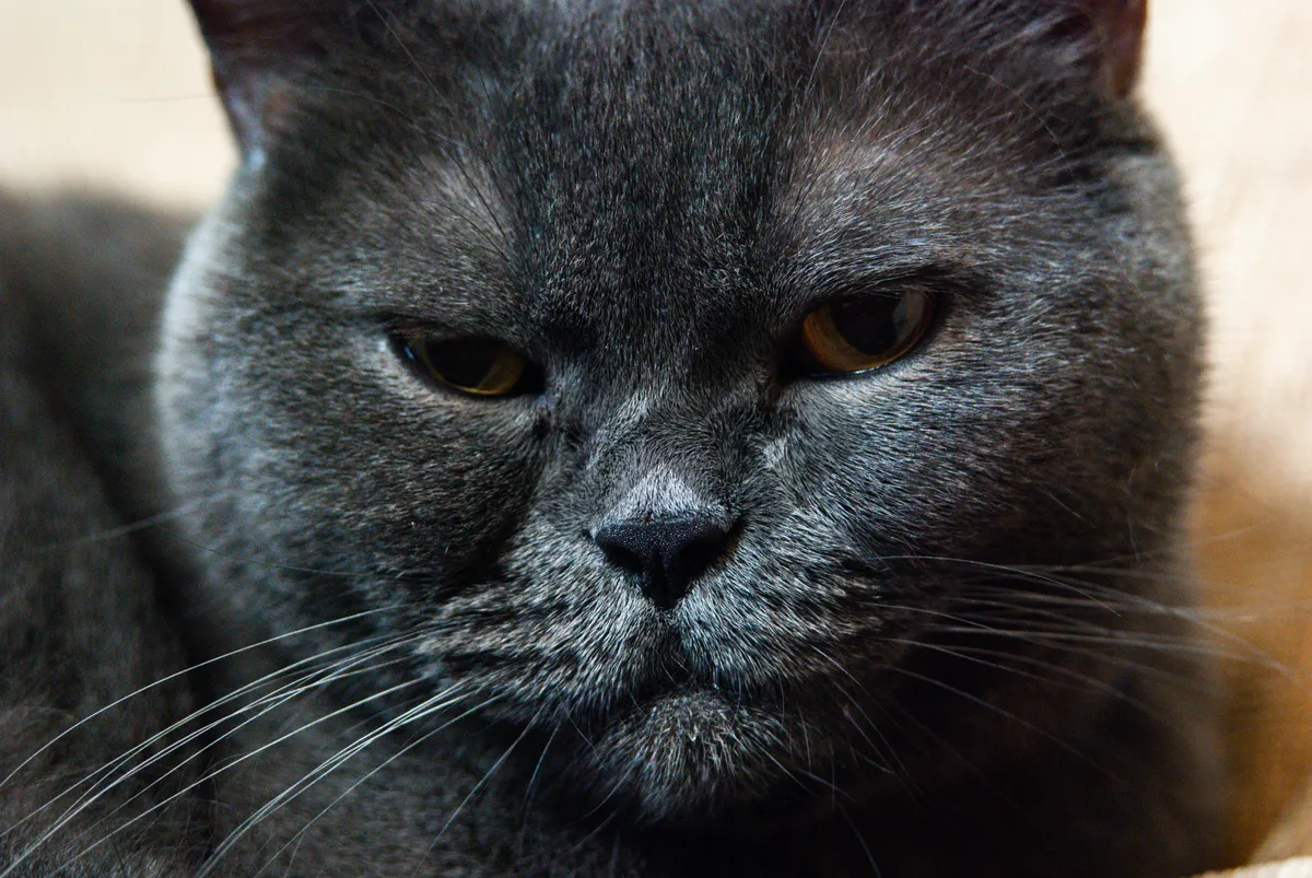 Picture of Adorable tabby kitten with whiskers and gray fur