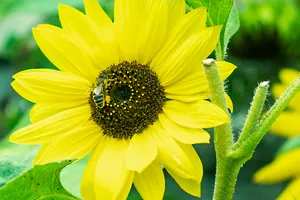 Vibrant Blooming Sunflower in Sunny Field