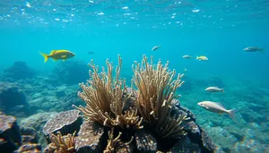 Tropical Marine Life in Colorful Coral Reef Dive