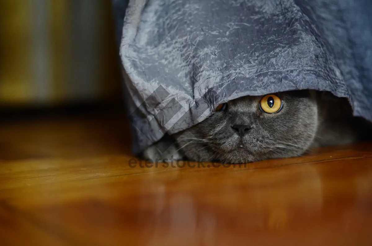 Picture of Cute kitten with bright eyes in bath towel