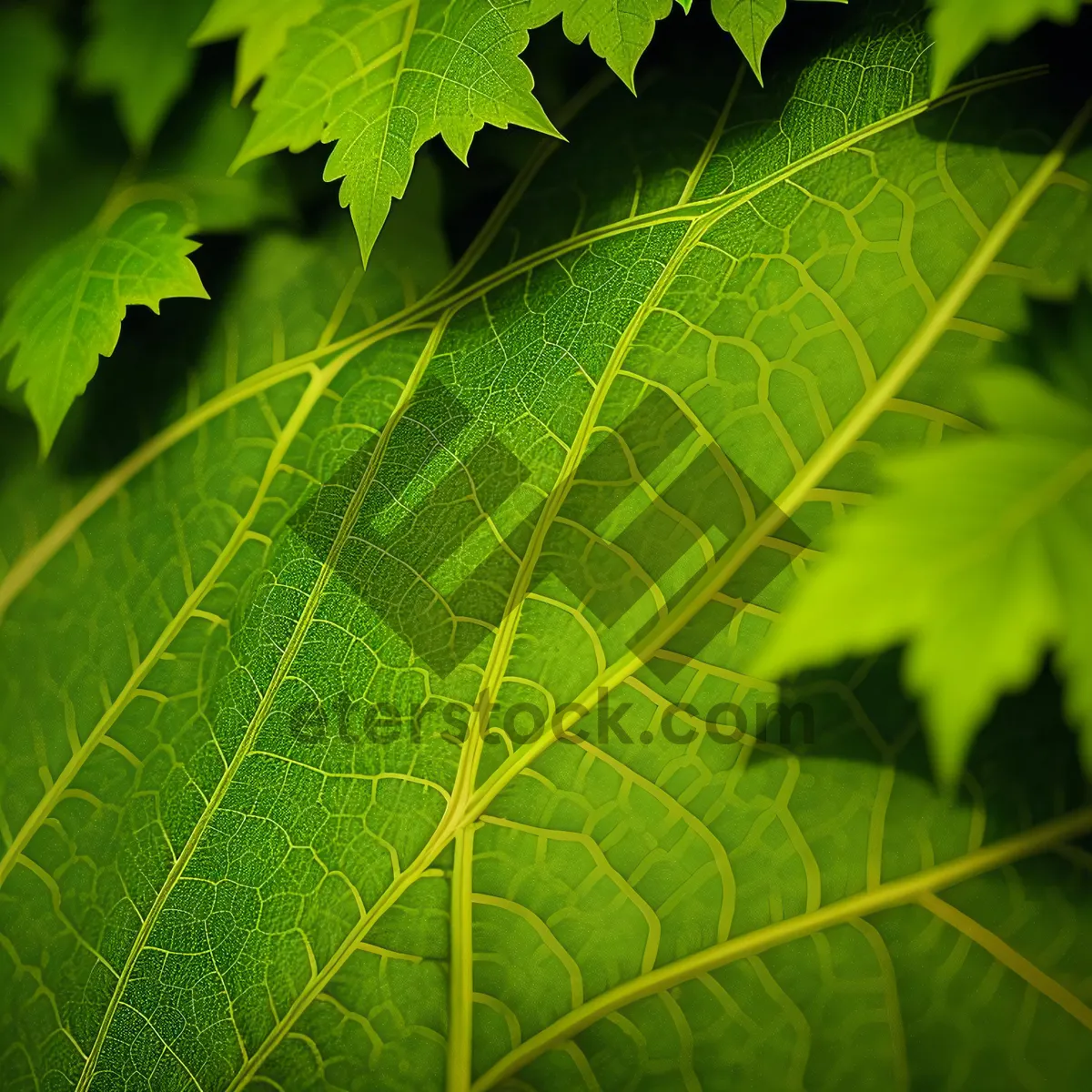 Picture of Vibrant Maple Leaf in Sunlit Forest