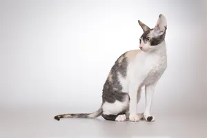 Adorable Gray Pet Cat with Floppy Ears