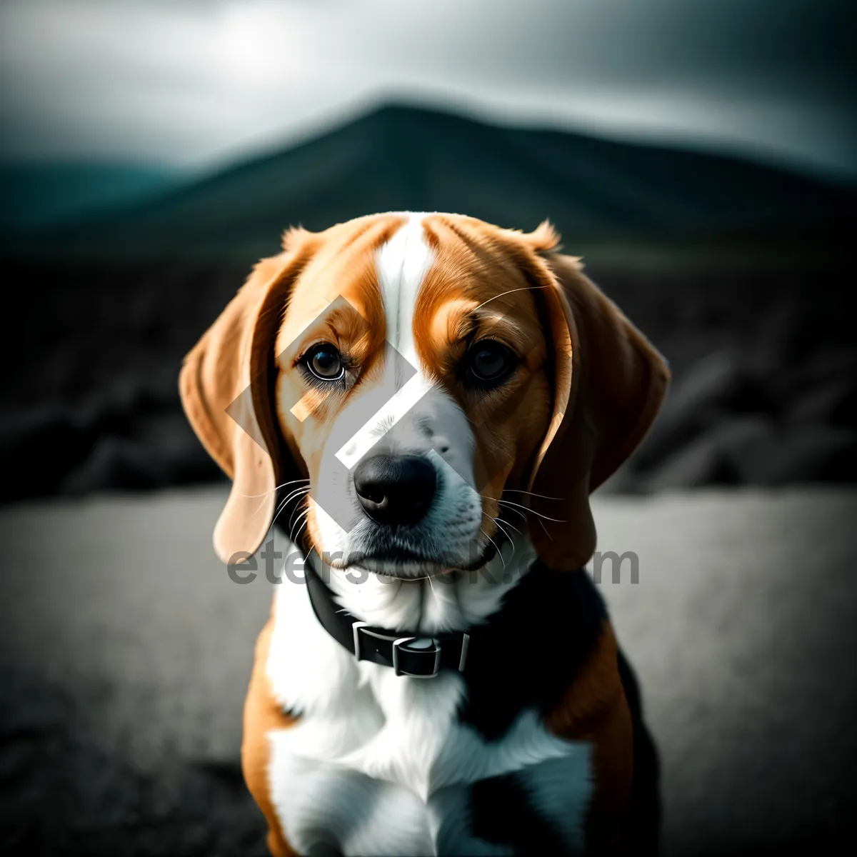 Picture of Beagle Hound Studio Portrait: Cute Brown Puppy