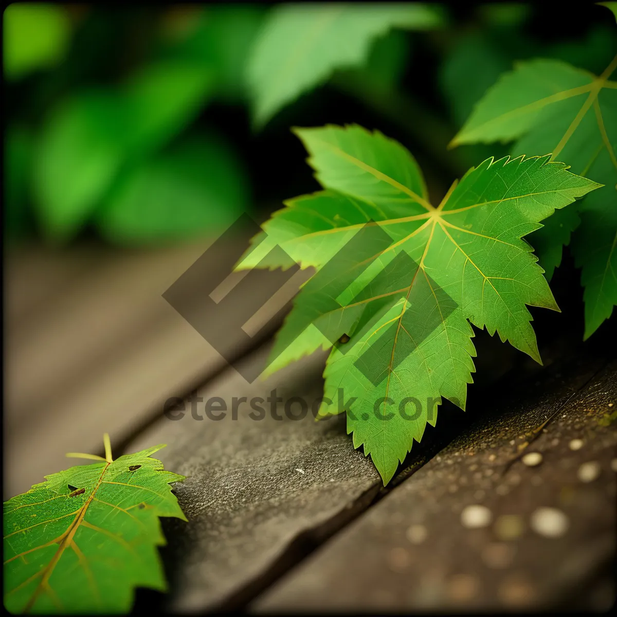 Picture of Maple Leaves in Lush Forest