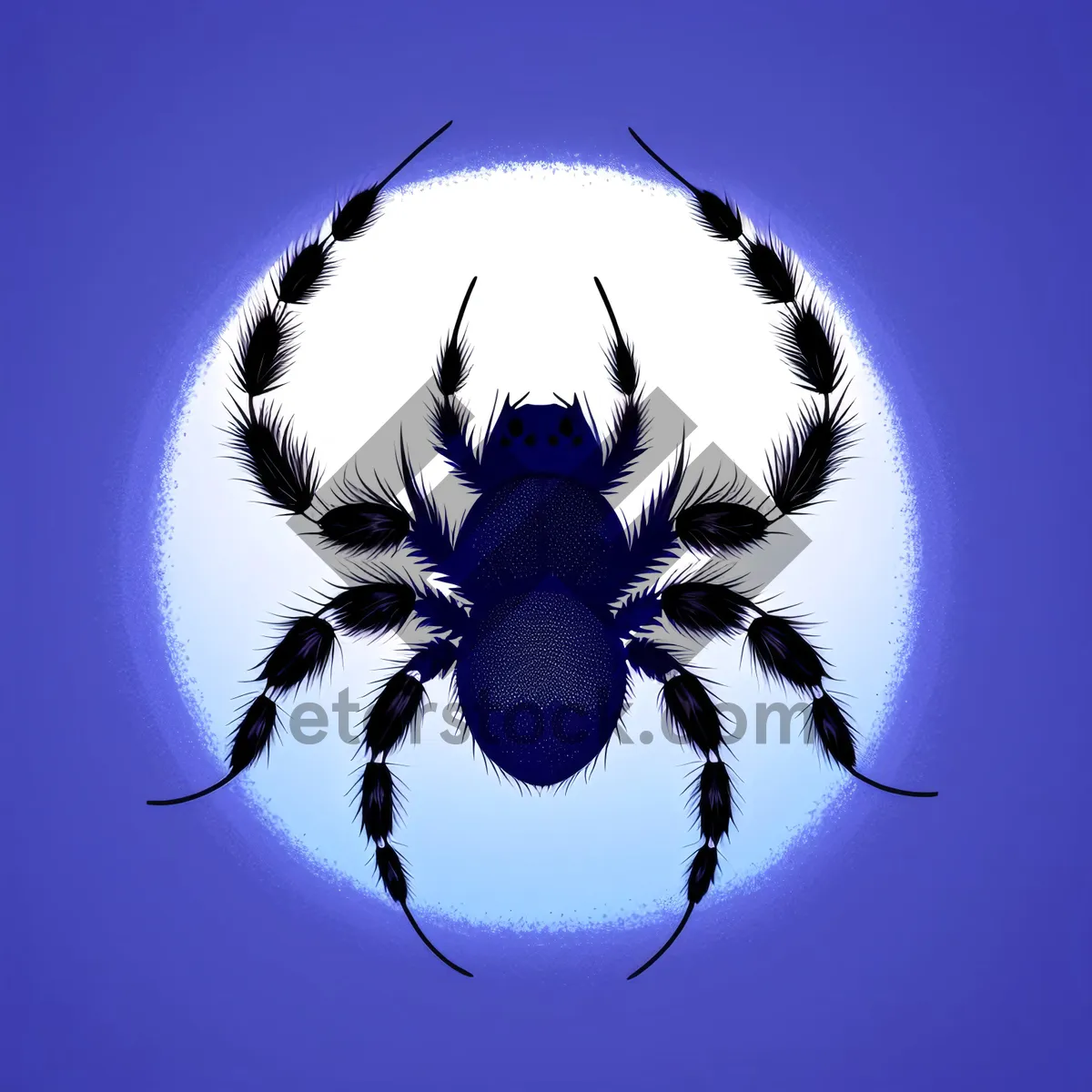Picture of Arachnid Close-Up: Black Barn Spider, Tick