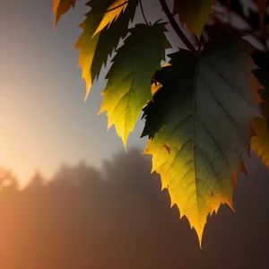 Autumn Maple Leaves in Vibrant Golden Hue