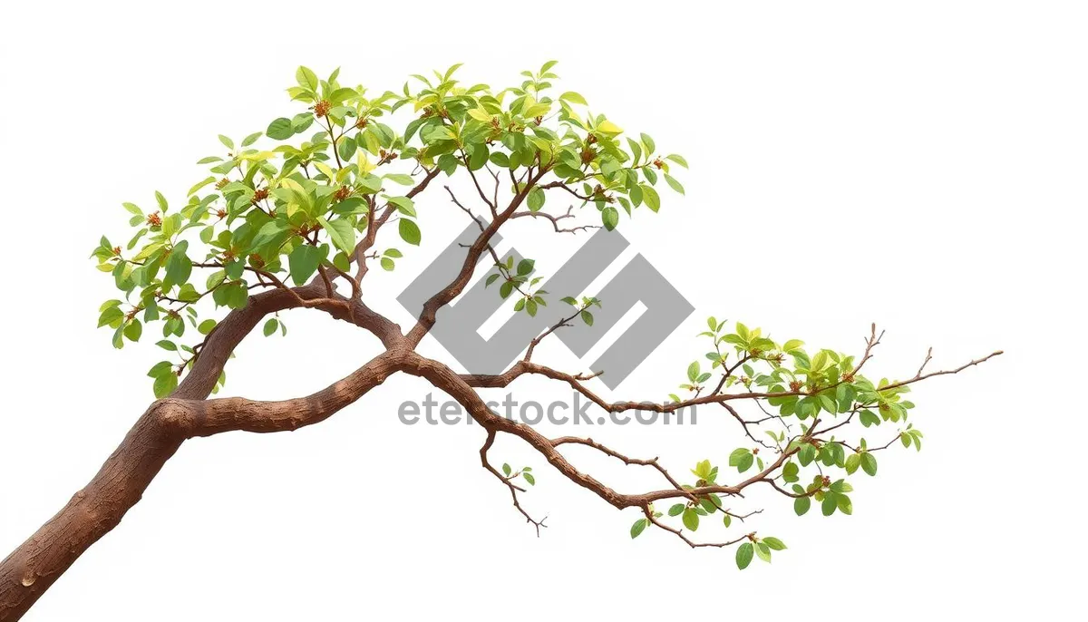 Picture of Floral Tree in Summer Forest - Seasonal Design.