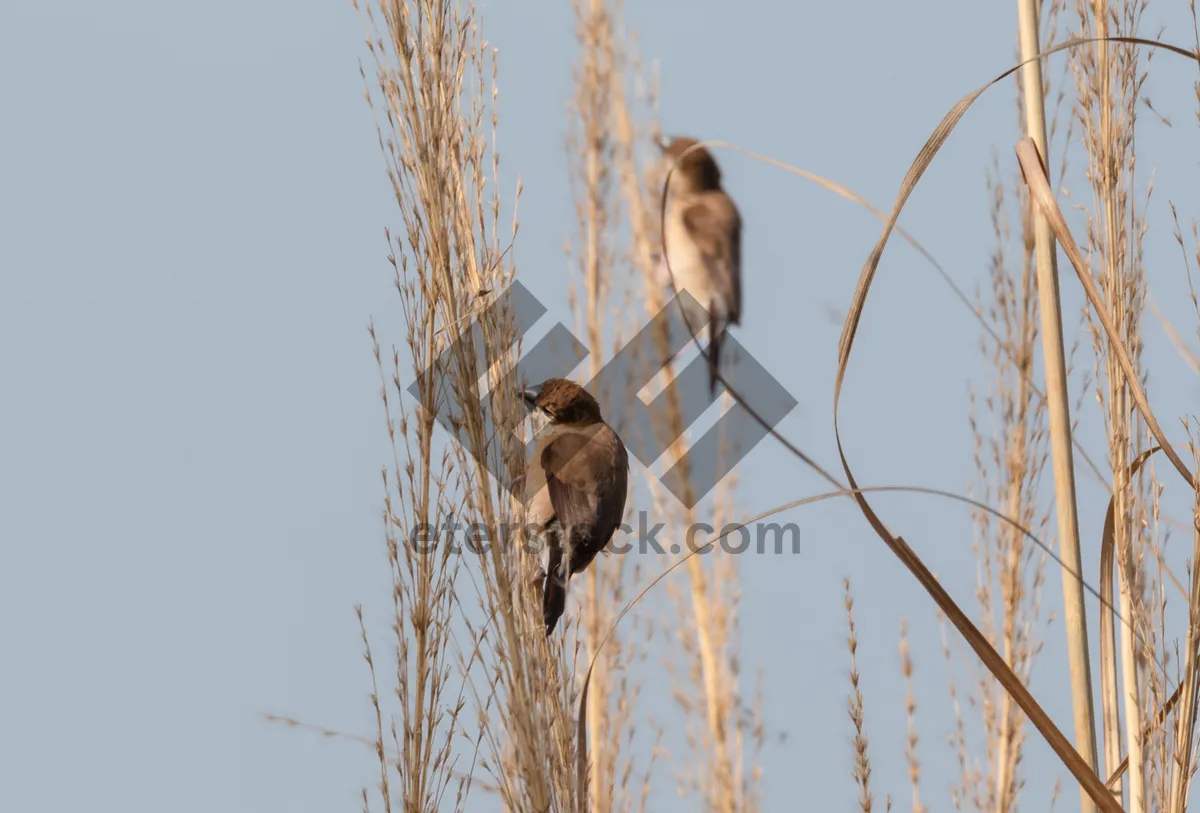 Picture of Winter Woodland Landscape with Hawk in the Sky