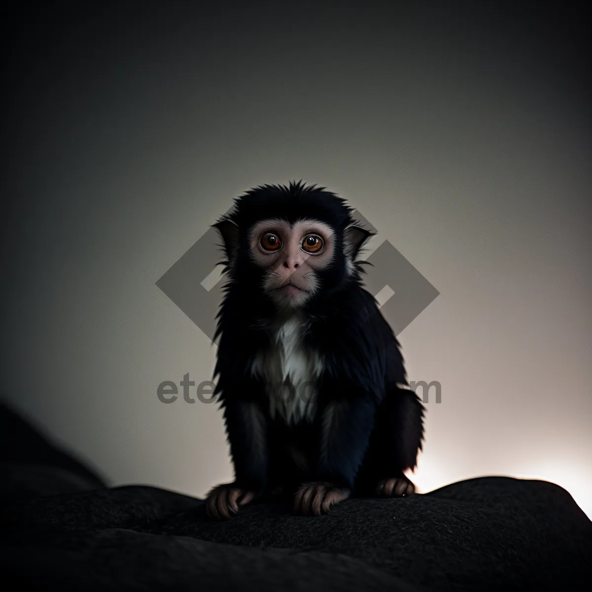 Picture of Wild Primate Portrait: Black Spider Monkey Face