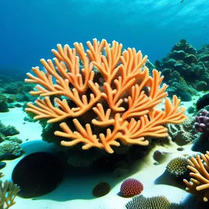 Colorful Marine Life in Stunning Coral Reef