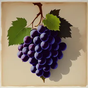 Autumn Harvest: Ripe, Juicy Concord Grape Cluster