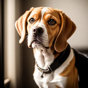 Cute Beagle Puppy Sitting with Brown Collar