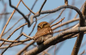 Brown sparrow perched on a spring branch.