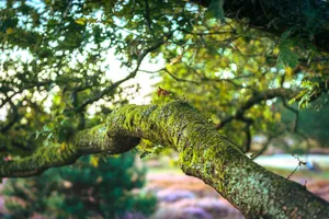 Tropical Forest with Wild Lizard in Park