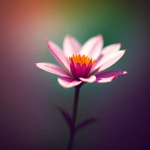 Blooming Pink Lotus Petals in Spring Garden