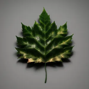 Nature's Leafy Décor: Majestic Fir Tree