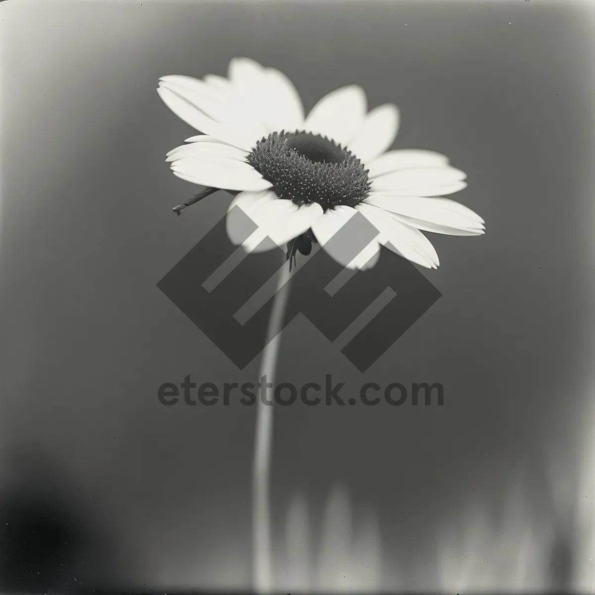 Picture of Bright Yellow Daisy Blossom in Meadow