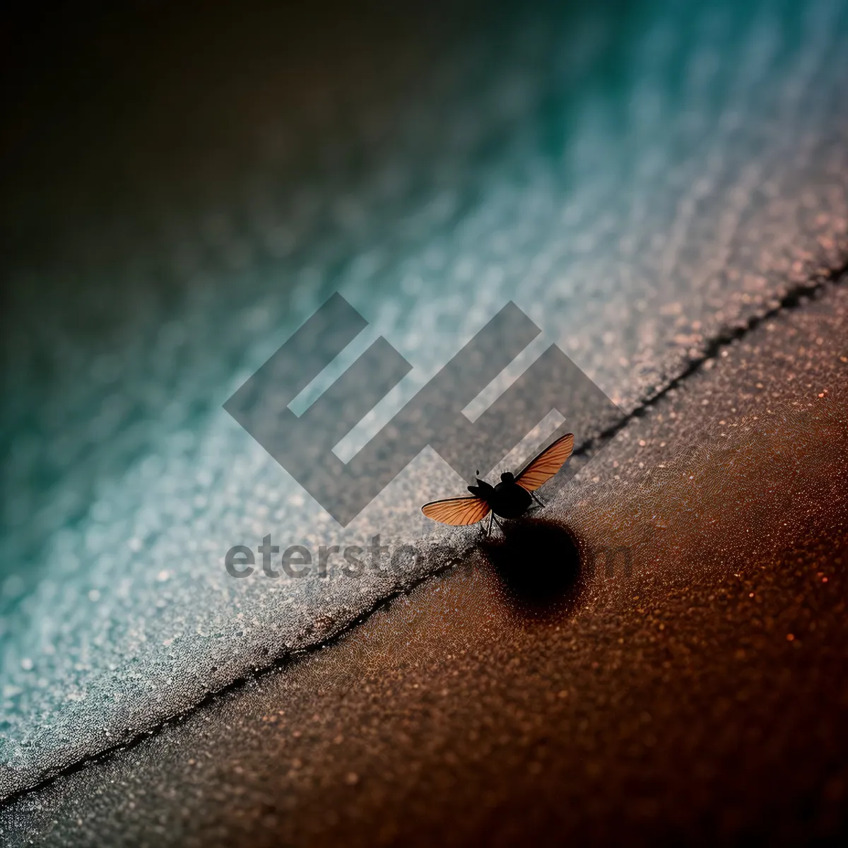 Picture of Close-up of Ladybug on Leaf, Insect Macro Photography