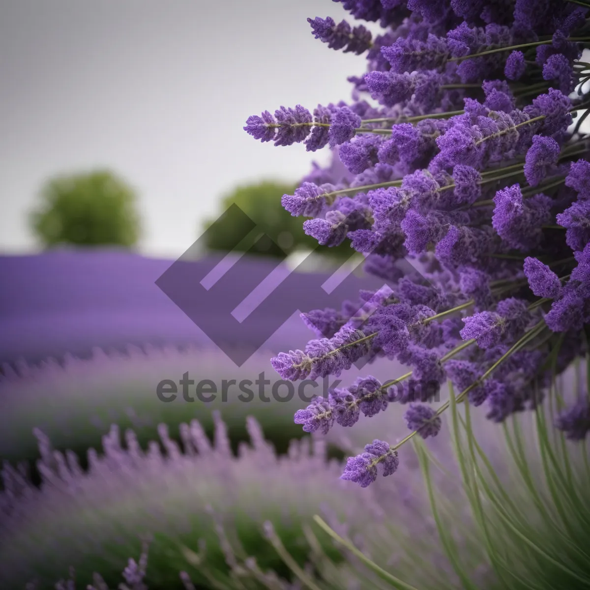 Picture of Lush Lavender Fields: Fragrant Blooms of Summer