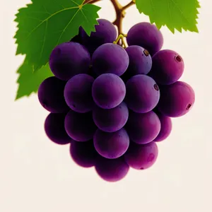 Ripe Juicy Grapes on Vine in Vineyard
