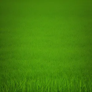 Vibrant Wheat Field in Summer Landscape