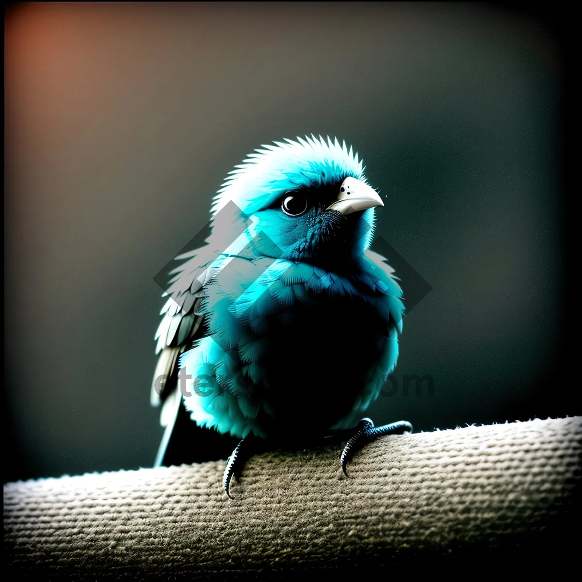 Picture of Indigo Bunting perched on branch, vibrant feathers