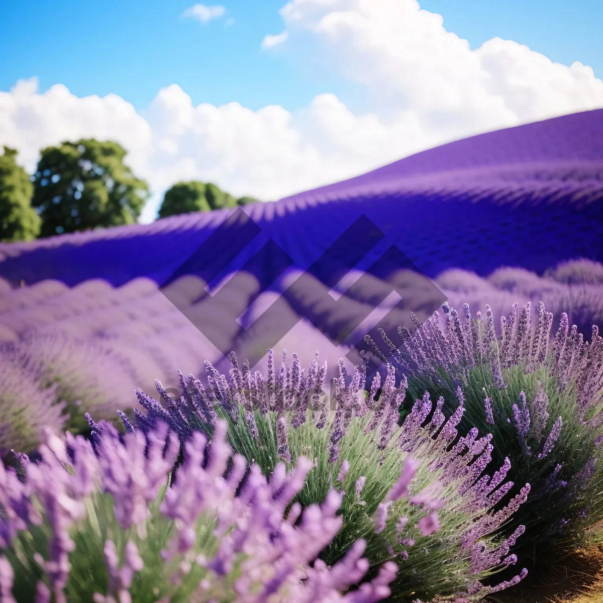 Picture of Colorful Lavender Flowers in Rural Countryside Landscape