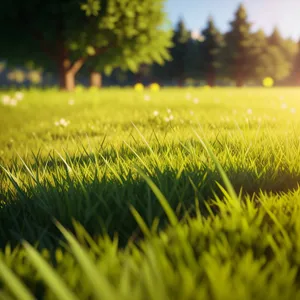 Serene Summer Landscape with Vibrant Fields