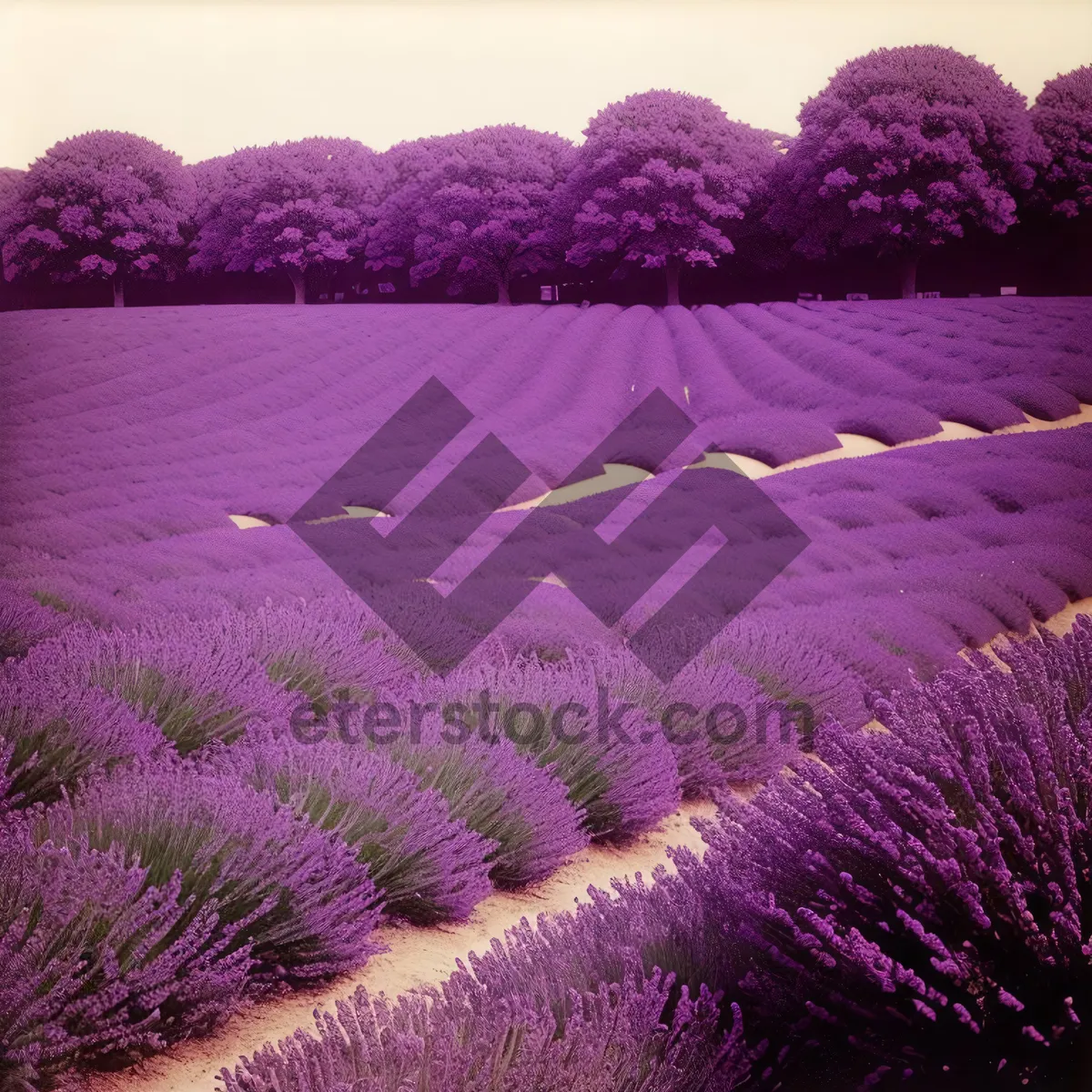 Picture of Blooming Lavender Field in Spring Landscape