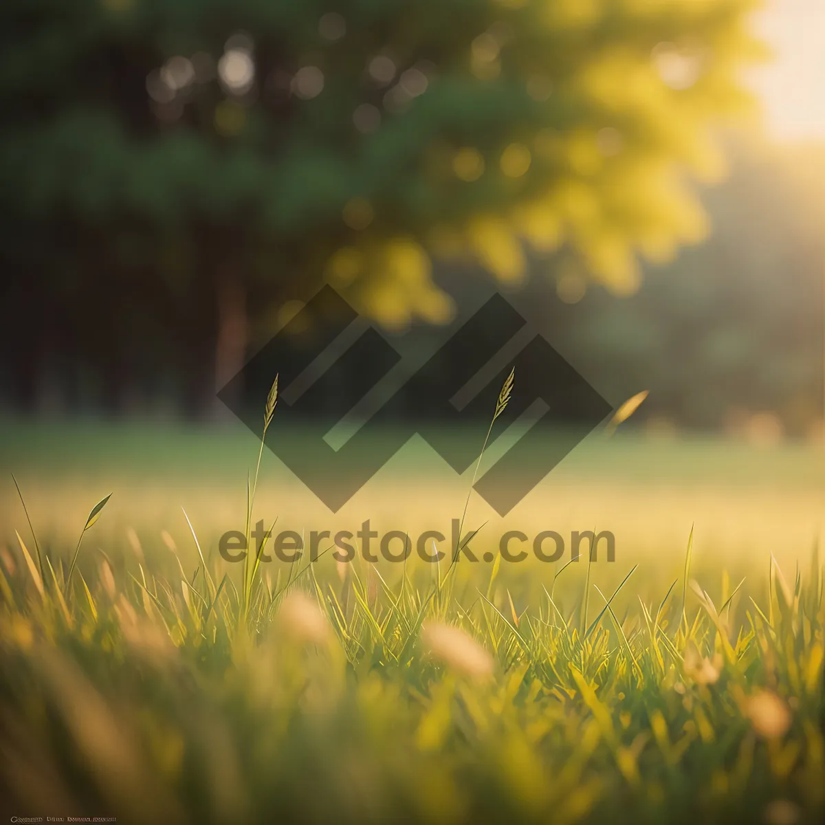 Picture of Golden Wheat Field under Sunny Sky