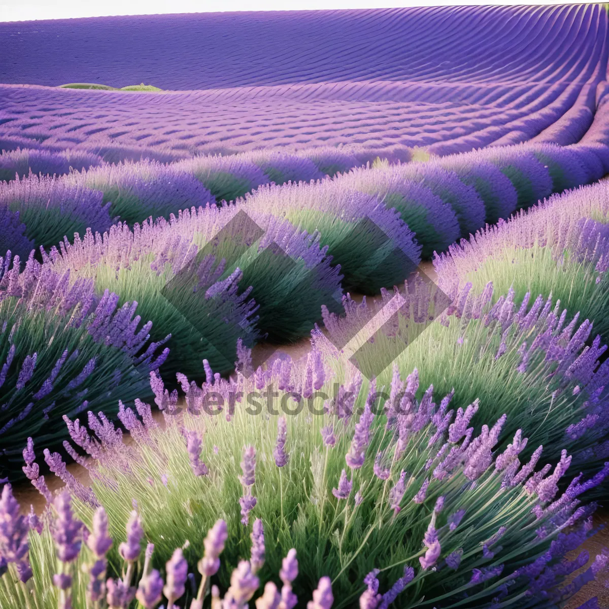 Picture of Blooming Lavender Shrub in Colorful Countryside Landscape