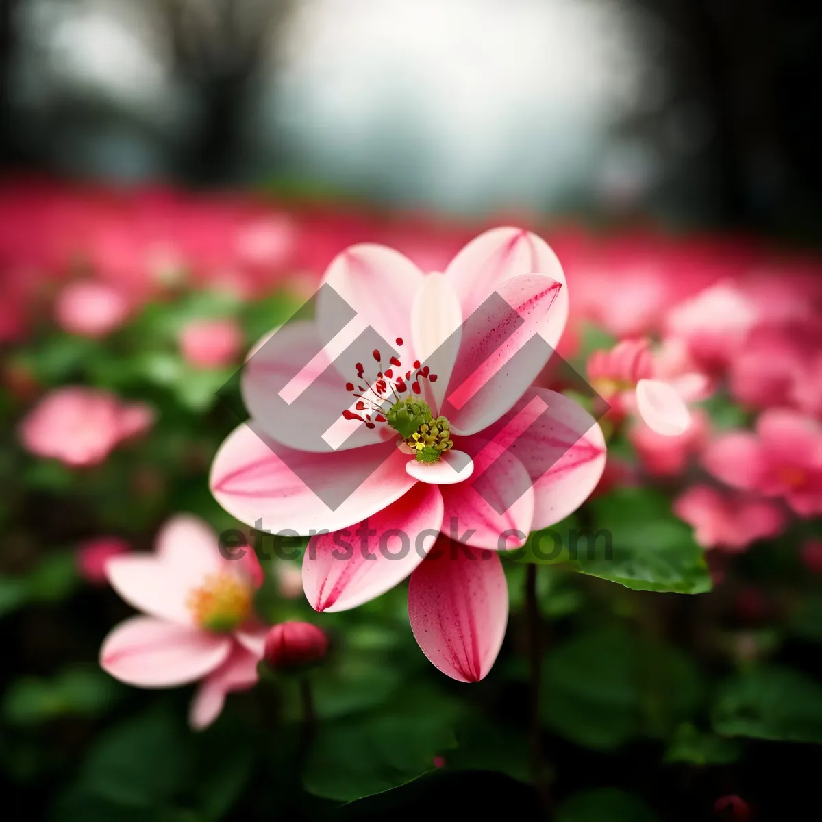 Picture of Blooming Pink Petal Blossom in Spring Garden