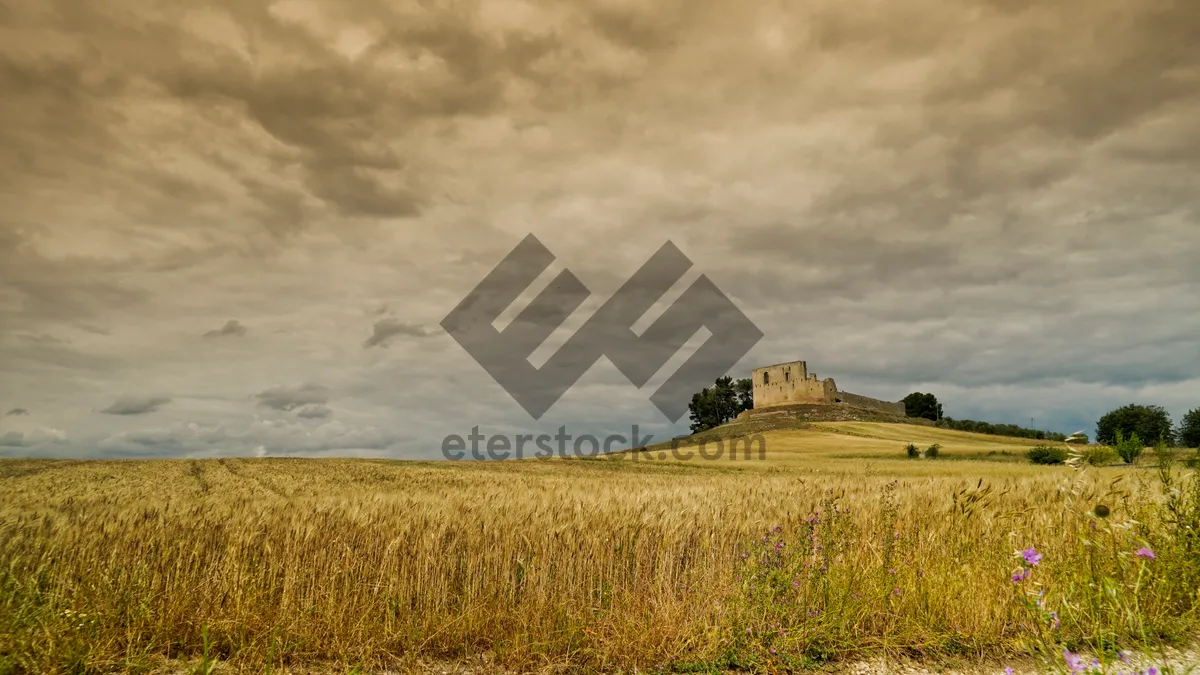 Picture of Golden Wheat Field Under Blue Sky