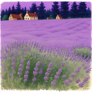 Colorful Lavender Blooms in Rural Landscape