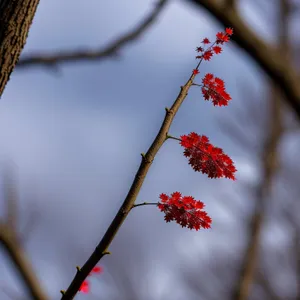 Snowy Ash Blossom in Winter Wonderland