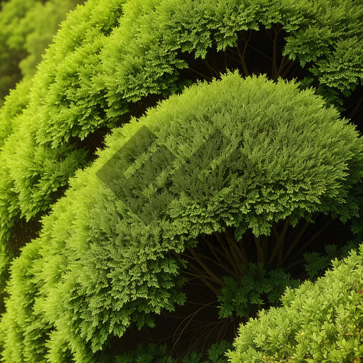 Picture of Breathtaking Spring Forest Scene with Majestic Pine Trees