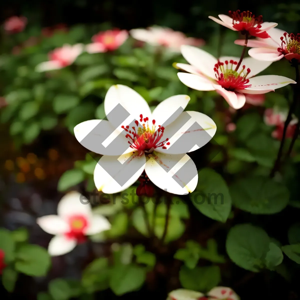 Picture of Summer Bloom: Pink Floral Beauty in the Garden