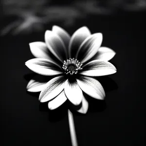 Bright Daisy Blossom in Summer Meadow