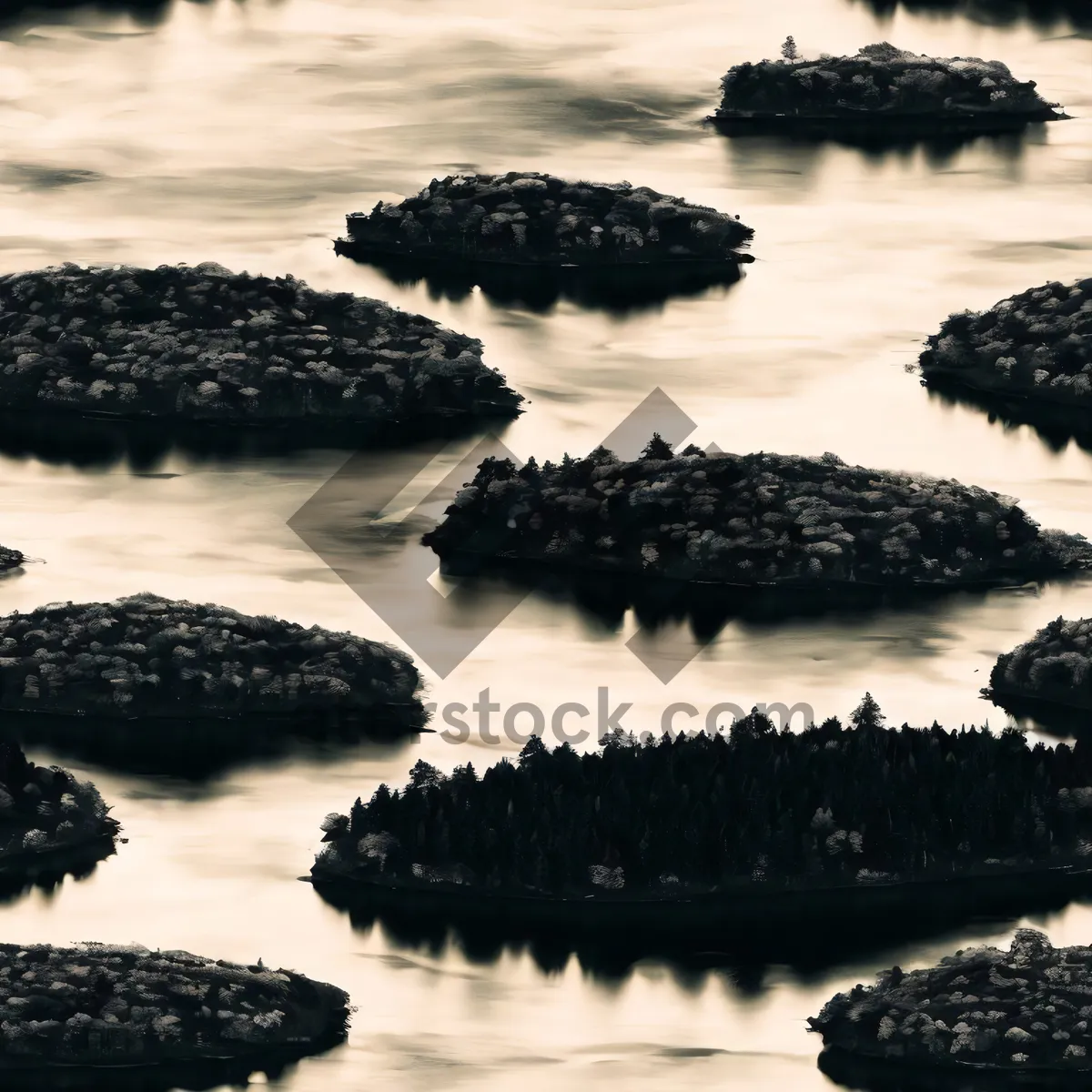 Picture of Seaside Bivalve on Pebble Beach